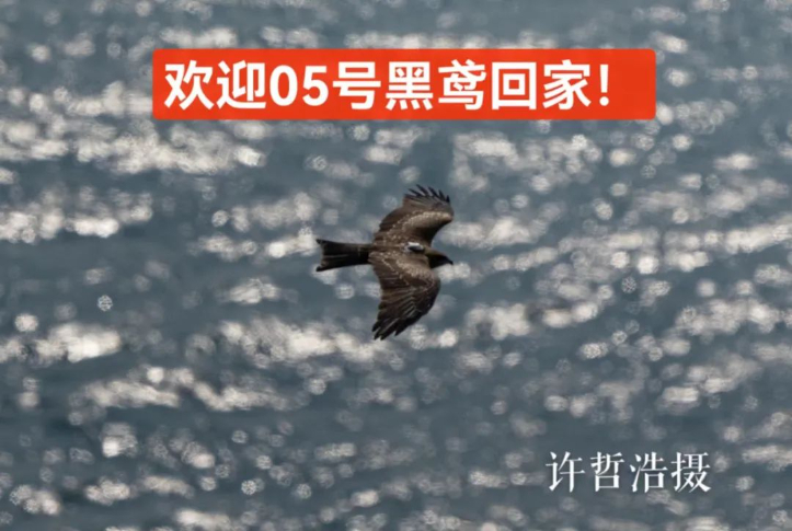 “科研鸢5号”在老铁山跨越渤海海峡,图片来自观鸟爱好者许哲浩